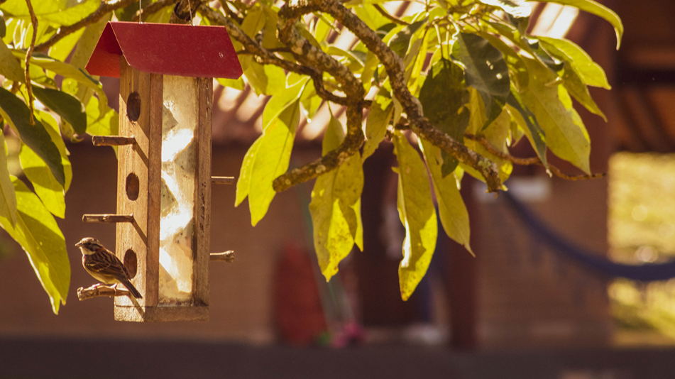 Pousada Chales Samambaias1